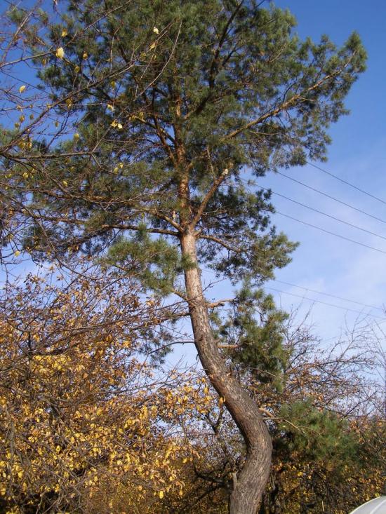 Люботин з panoramio.com (ч.2) - Люботин