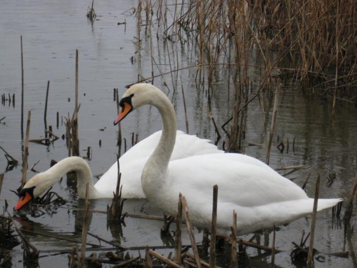 Чортория з panoramio.com - Чортория