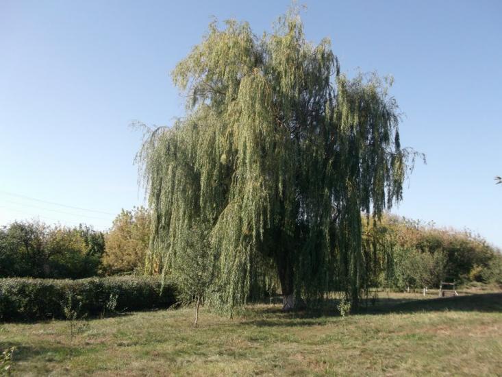 Новоборове з panoramio.com - Новоборове