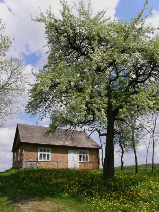 Корчів з panoramio.com - Корчев