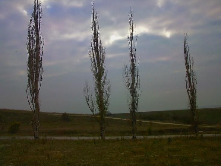 Красний Мак з panoramio.com - Красный Мак
