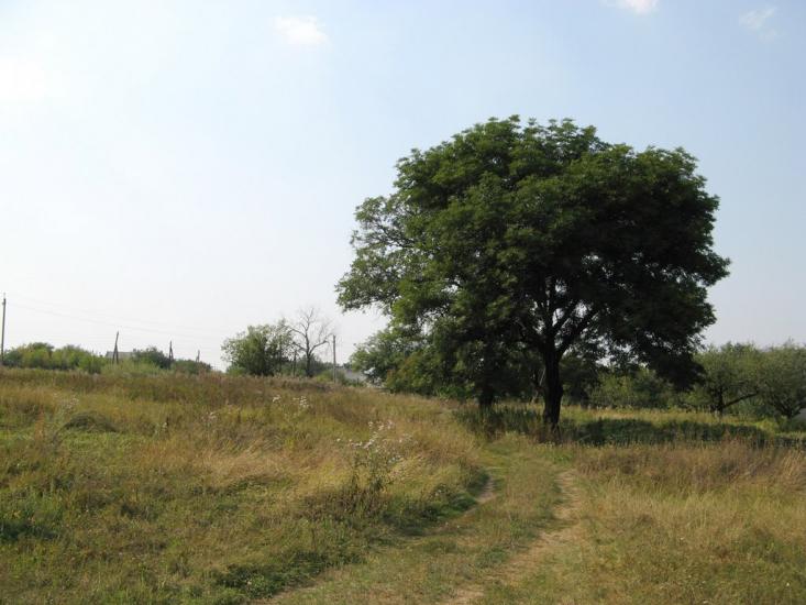 Новожеланне з panoramio.com - Новожеланне