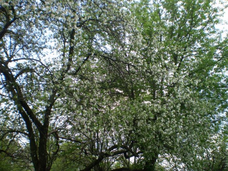 Веселий Кут з panoramio.com - Веселый Кут