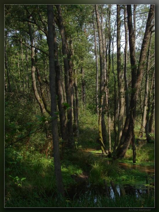 Дев'ятир з panoramio.com - Девятир