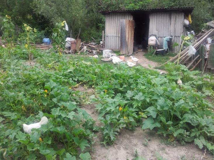 Бахтинок з panoramio.com - Бахтинок