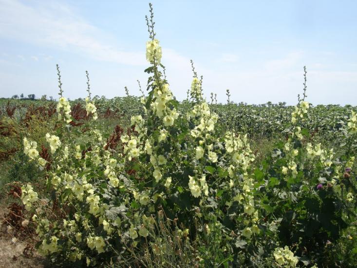 Орлівка з panoramio.com - Орлівка