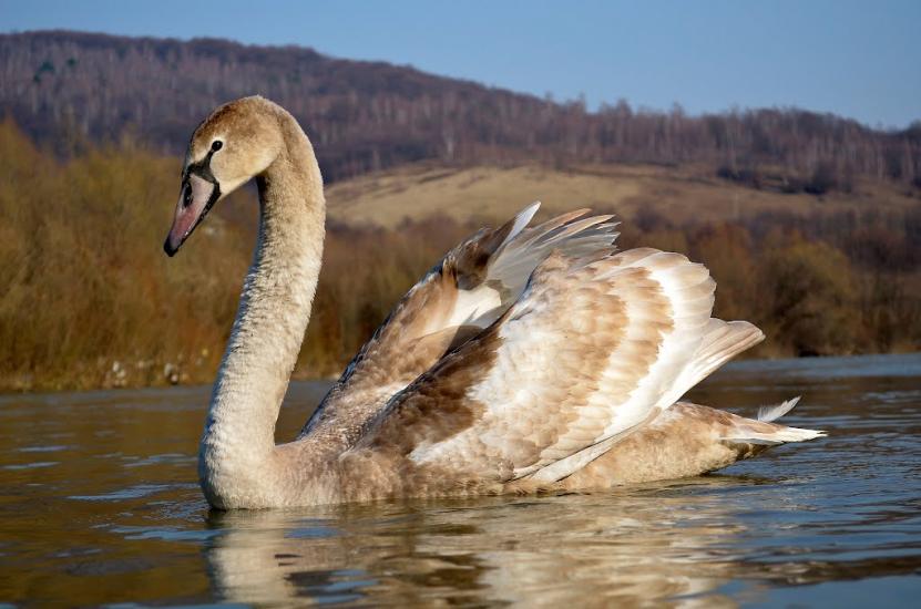 Дубриничі з panoramio.com - Дубриничі