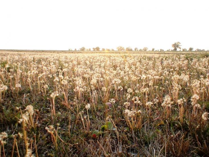 Роздольне з panoramio.com - Раздольное