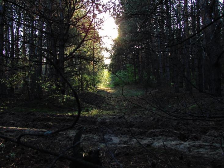 Твердомедове з panoramio.com - Твердомедове