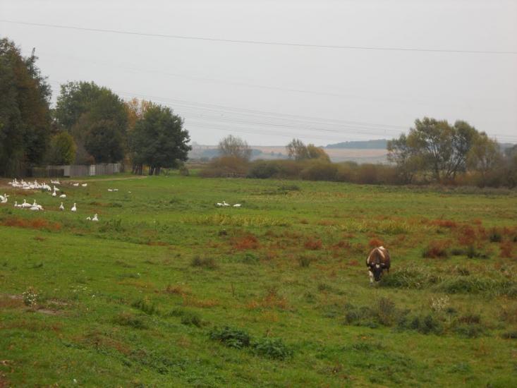Григорів з panoramio.com - Григорів