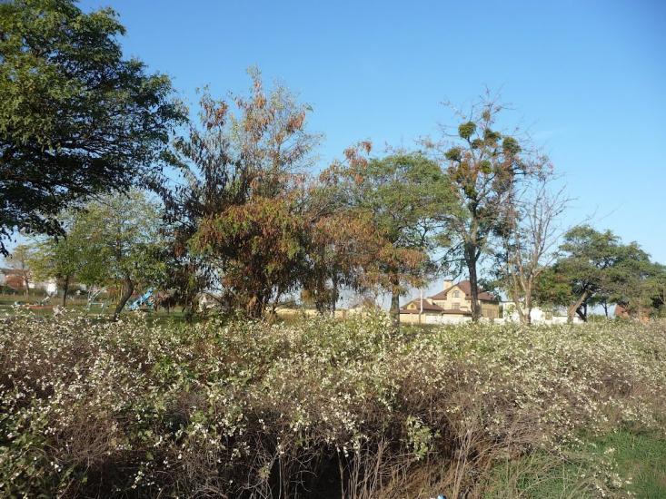 Бабаї з panoramio.com - Бабаи