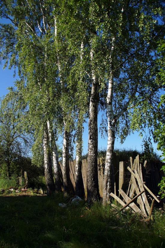 Рейментарівка з panoramio.com - Рейментаровка