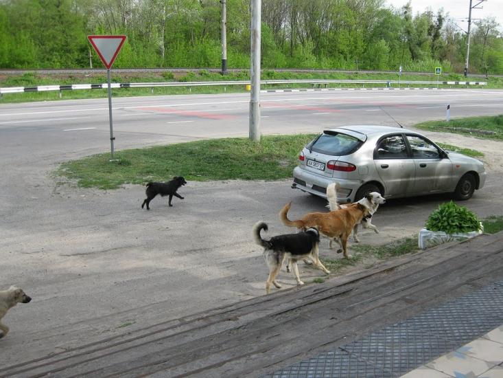 Лісники з panoramio.com - Лесники