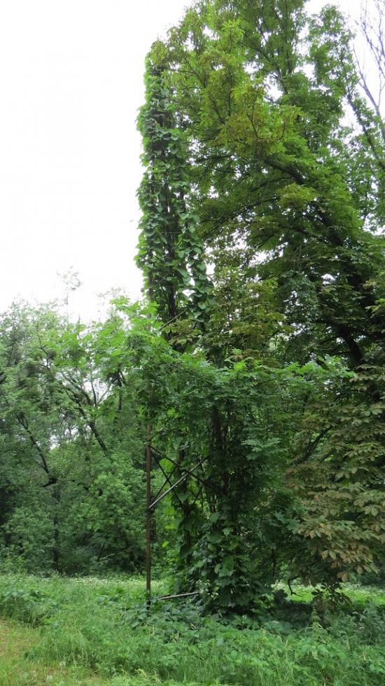 Краснокутськ з panoramio.com - Краснокутск