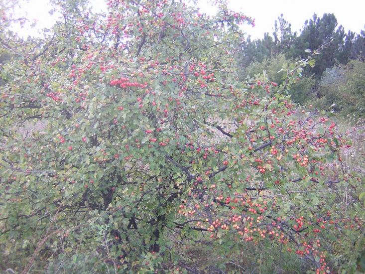 Стара Ушиця з panoramio.com - Стара Ушиця