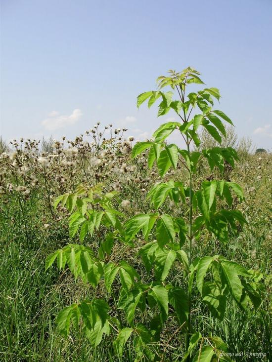 Хрипаличі з panoramio.com - Хрипаличи