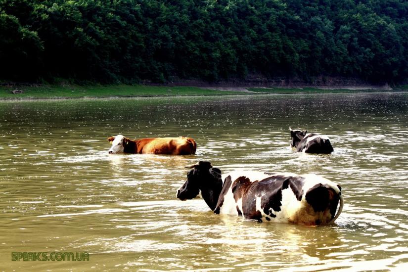 Раковець з panoramio.com - Раковец