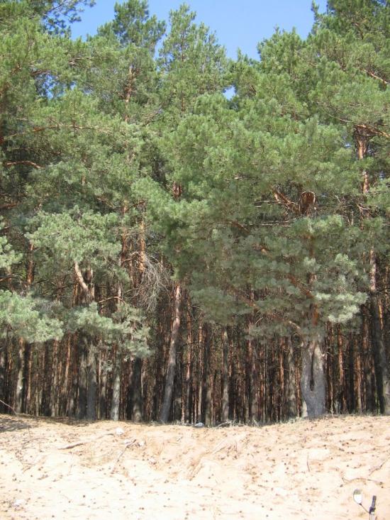 Надбузьке з panoramio.com - Надбузьке