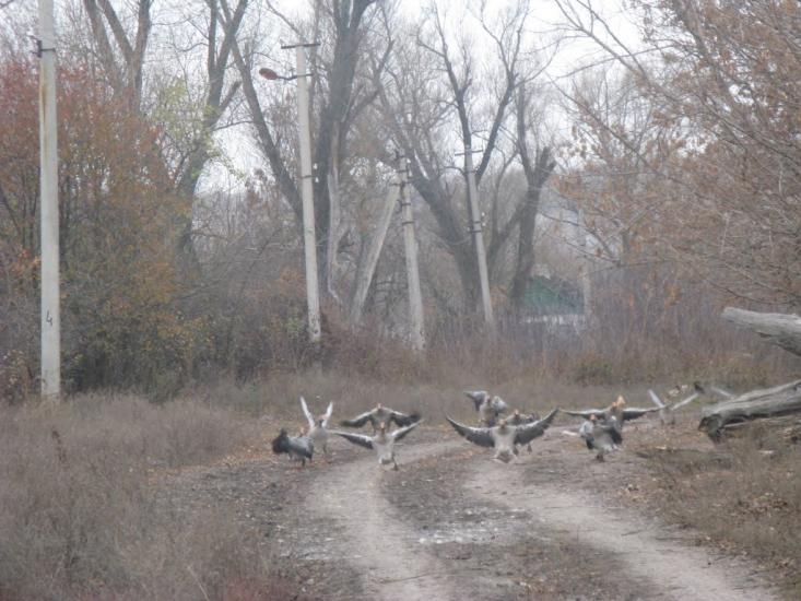 Бараниківка з panoramio.com - Бараниківка