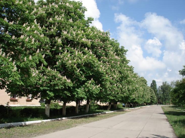 Вакуленчук з panoramio.com - Вакуленчук