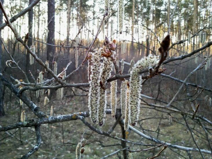 Пороскотень з panoramio.com - Пороскотень