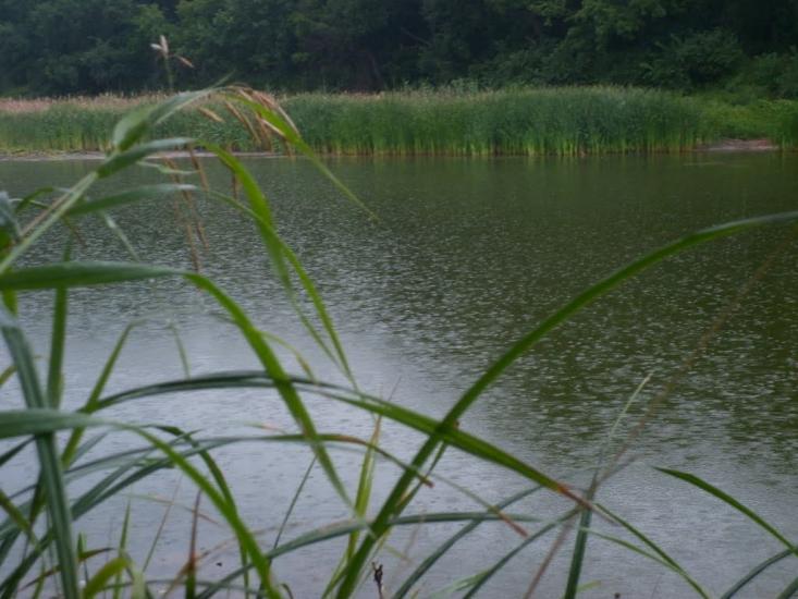 Сокільники з panoramio.com - Сокольники