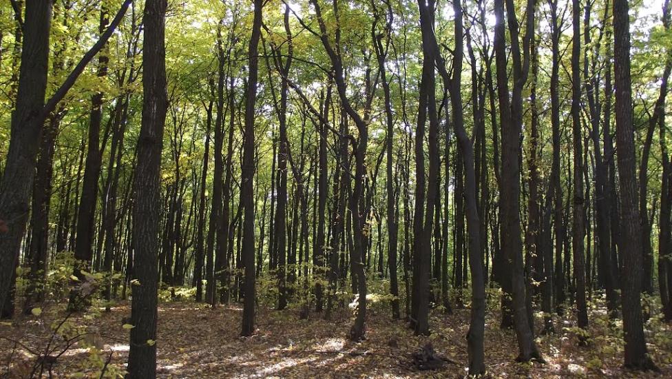 Лаврів з panoramio.com - Лавров