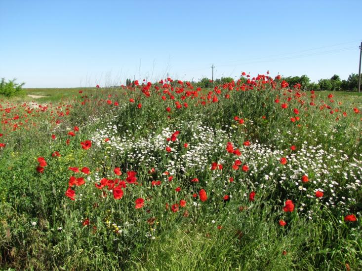 Армянськ з panoramio.com - Армянськ
