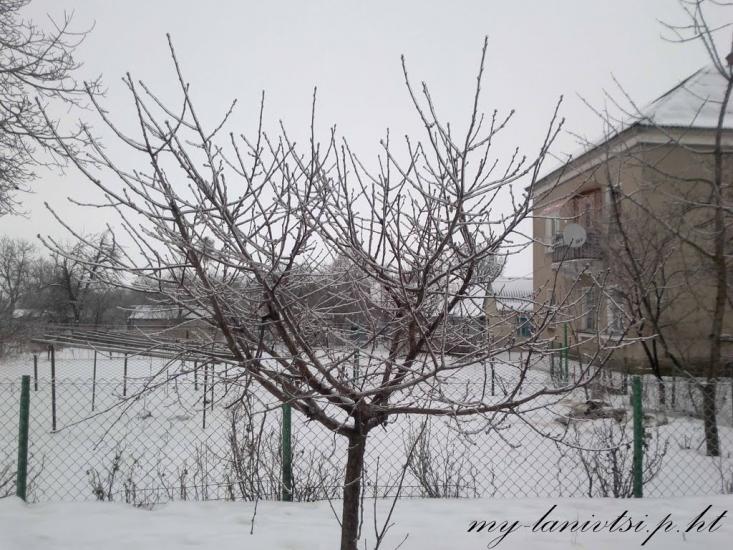 Ланівці з panoramio.com - Lanivtsi