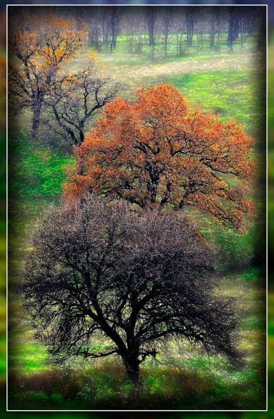 Сад з panoramio.com - Сад