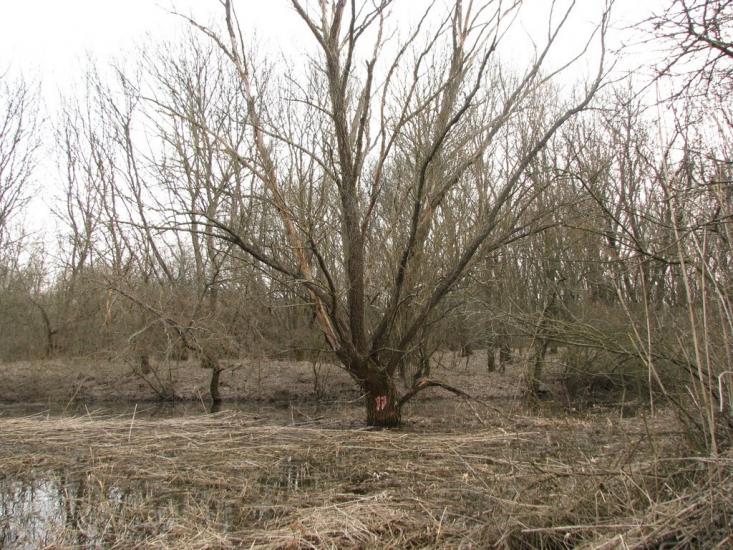 Підлісне з panoramio.com - Pidlisne