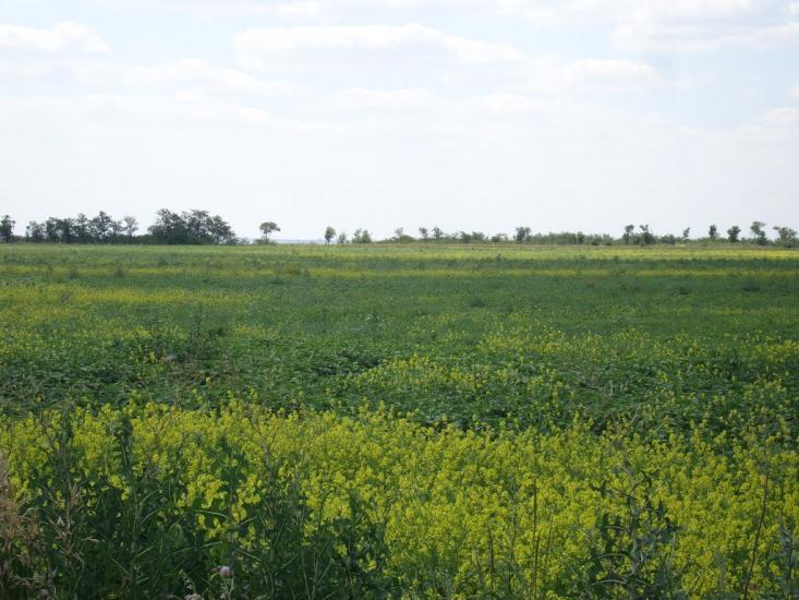 Орлівка з panoramio.com - Орловка