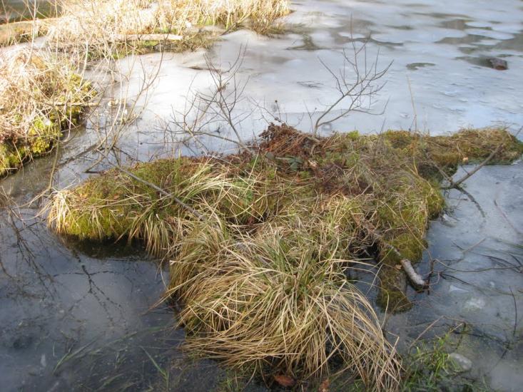 Кам'янка з panoramio.com - Каменка
