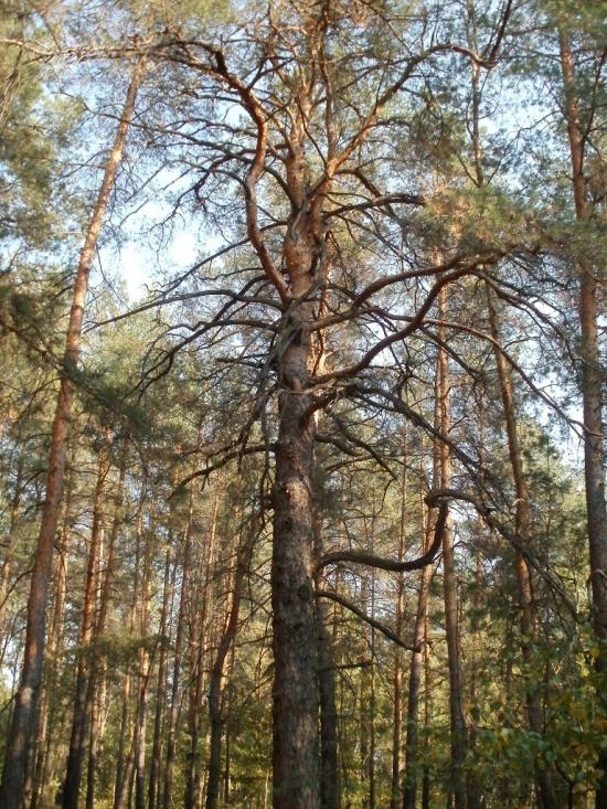 Красний Лиман з panoramio.com - Красний Лиман