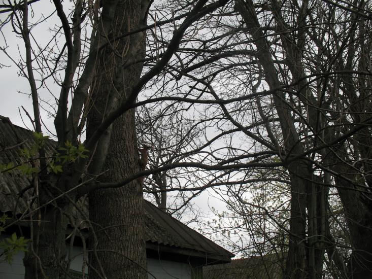 Велика Севастянівка з panoramio.com - Великая Севастьяновка