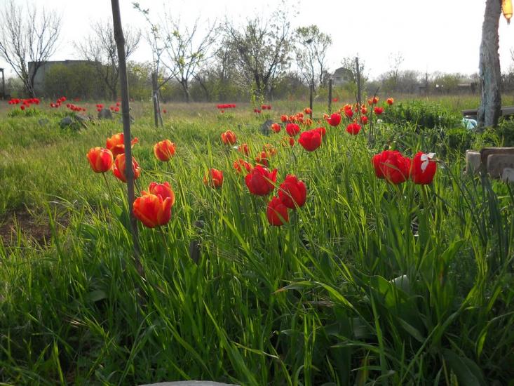 Новозбур'ївка з panoramio.com - Новозбур'ївка