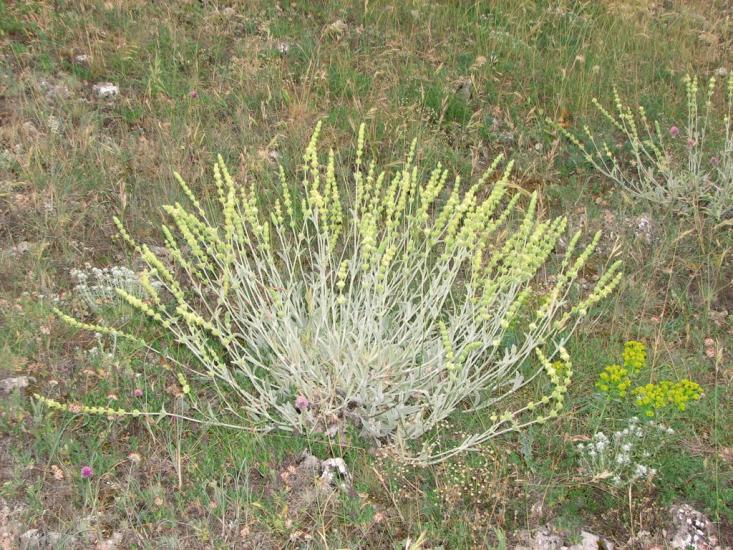 Орлине з panoramio.com - Орлине
