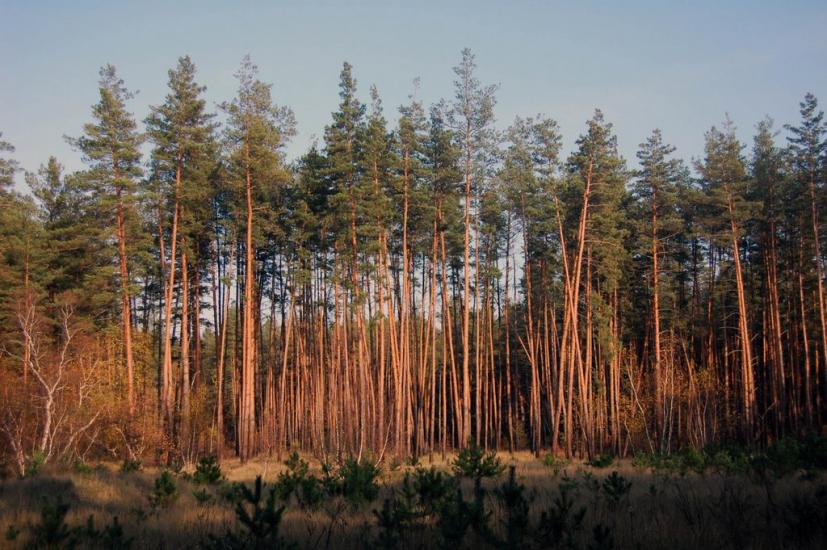 Булахівка з panoramio.com - Булахівка