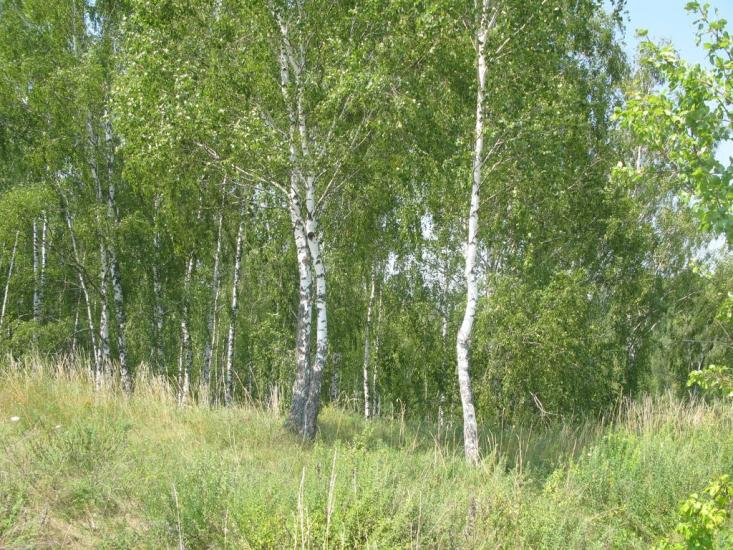 Рогівка з panoramio.com - Роговка