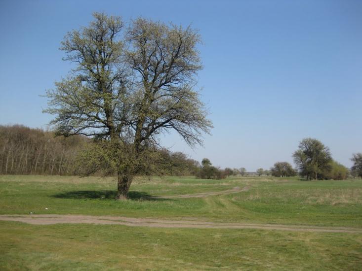 Плавні з panoramio.com - Плавни