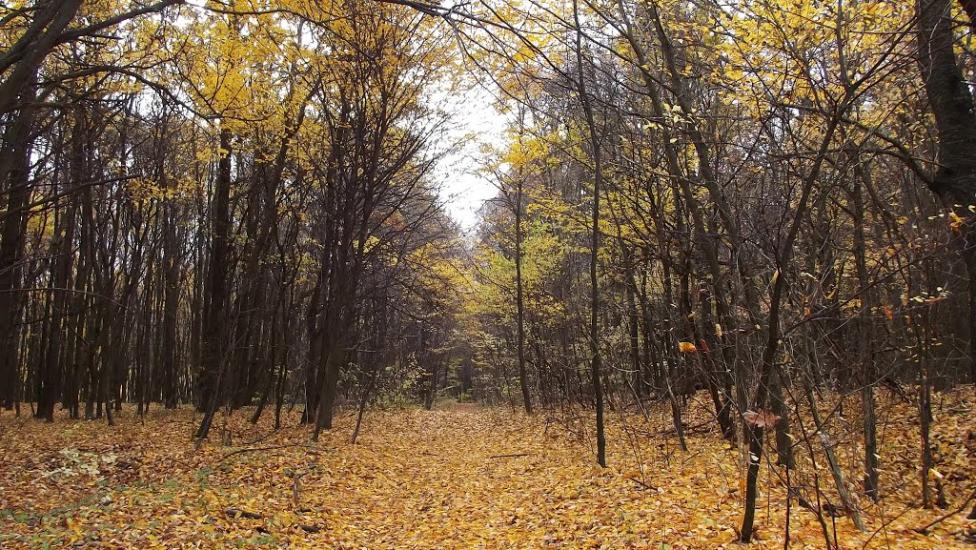 Лаврів з panoramio.com - Лаврів