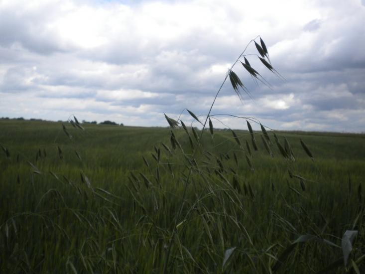 Лідихів з panoramio.com - Ледыхов