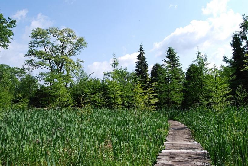 Циків з panoramio.com - Цыков