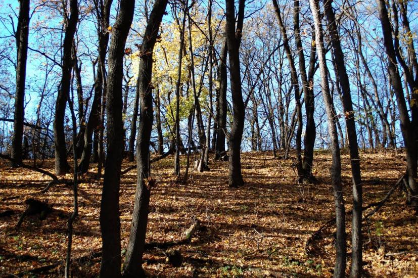 Кудряшівка з panoramio.com - Кудряшовка