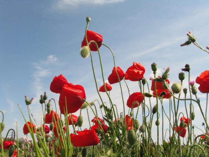 Вересаєве з panoramio.com - Вересаєве