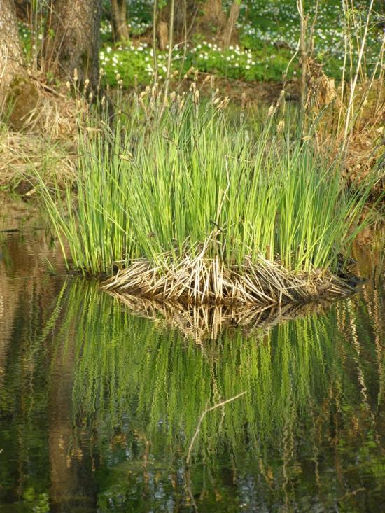 Гута-Камінська з panoramio.com - Guta-Kaminska