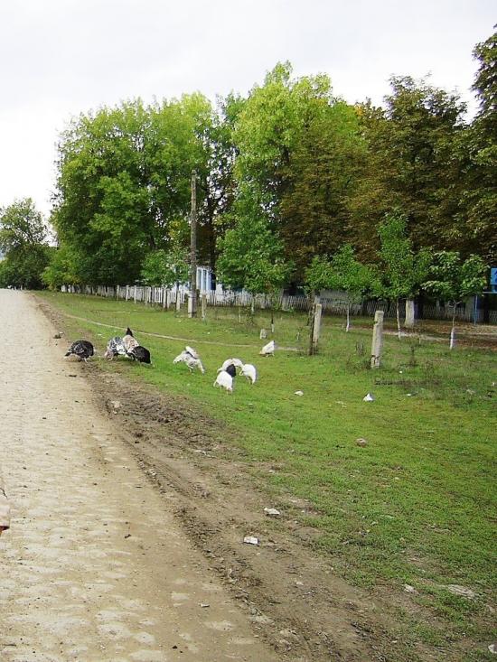 Мелешків з panoramio.com - Мелешків