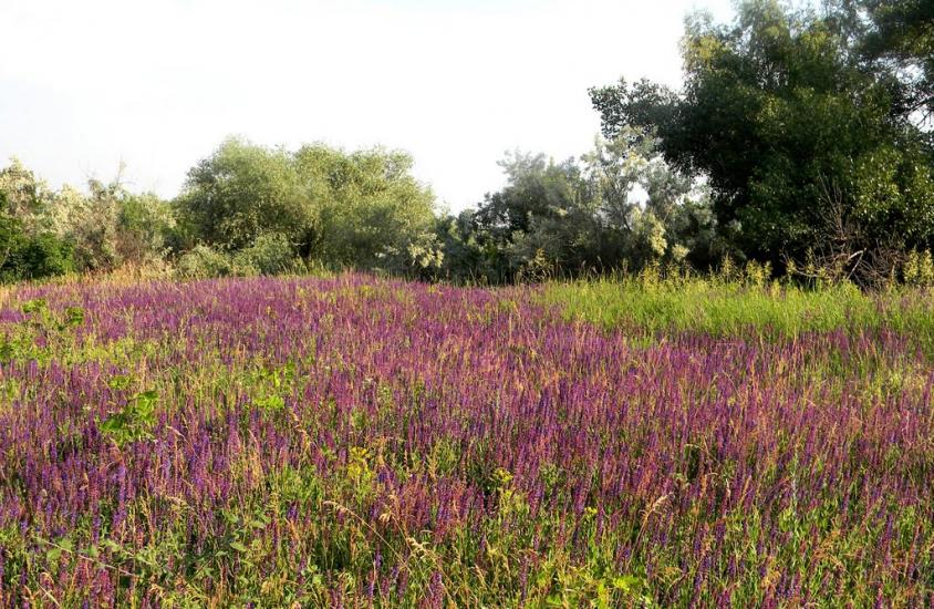 Марганець з panoramio.com - Марганец