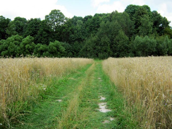 Деревини з panoramio.com - Derevyny