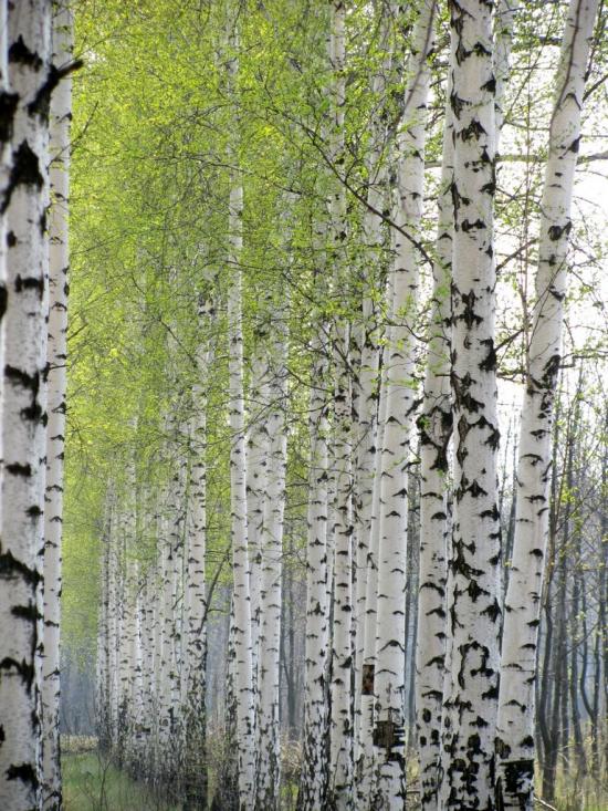 Кремінець з panoramio.com - Кременец